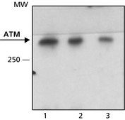 抗-ATM抗体，小鼠单克隆 clone MAT3-4G10/8, purified from hybridoma cell culture