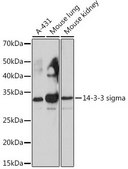 Anti-14-3-3 sigma antibody produced in rabbit