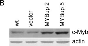 抗-Myb抗体，克隆1-1 clone 1-1, Upstate®, from mouse