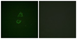 Anti-Vinculin antibody produced in rabbit affinity isolated antibody