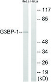 Anti-G3BP-1 antibody produced in rabbit affinity isolated antibody
