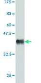 Monoclonal Anti-CSF1R antibody produced in mouse clone 1G4, purified immunoglobulin, buffered aqueous solution