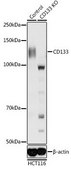 Anti- CD133 antibody produced in rabbit