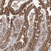Anti-PLEKHA7 antibody produced in rabbit Prestige Antibodies® Powered by Atlas Antibodies, affinity isolated antibody, buffered aqueous glycerol solution