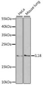 Anti-IL18 antibody produced in rabbit