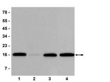 抗-磷酸化-组蛋白 H3（Ser10）抗体，克隆 3H10 clone 3H10, Upstate®, from mouse