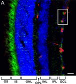 抗Brn-3a抗体，POU域蛋白，克隆5A3.2 culture supernatant, clone 5A3.2, Chemicon®