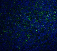 抗-IL-17 (ab2) 兔抗 affinity isolated antibody, buffered aqueous solution