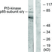 Anti-PI3-kinase p85-α antibody produced in rabbit affinity isolated antibody