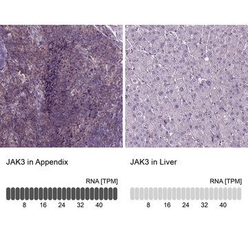 Anti-JAK3 antibody produced in rabbit Prestige Antibodies® Powered by Atlas Antibodies, affinity isolated antibody, buffered aqueous glycerol solution