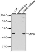 Anti-GNAI3 antibody produced in rabbit