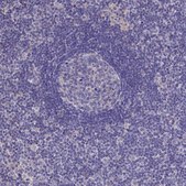 Anti-BHMT2 antibody produced in rabbit Prestige Antibodies® Powered by Atlas Antibodies, affinity isolated antibody, buffered aqueous glycerol solution