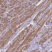 Anti-GPX8 antibody produced in rabbit Prestige Antibodies® Powered by Atlas Antibodies, affinity isolated antibody, buffered aqueous glycerol solution