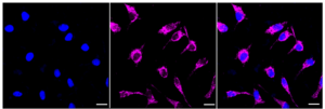 KD-Validated Anti TSFM Antibody, clone 23GB4710, Rabbit Monoclonal clone 23GB4710, recombinant rabbit monoclonal, expressed in HEK293 cells