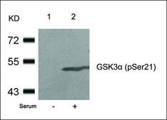 Anti-phospho-GSK3A (pSer21) antibody produced in rabbit affinity isolated antibody