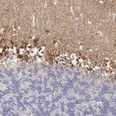 Anti-SEMA3G antibody produced in rabbit Prestige Antibodies® Powered by Atlas Antibodies, affinity isolated antibody, buffered aqueous glycerol solution