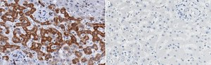 Anti-p-PDHA1-Ser232 Antibody, clone 2D5 ZooMAb® Rabbit Monoclonal recombinant, expressed in HEK 293 cells