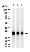 Anti-AKR1C3 Antibody, clone 1I9 ZooMAb® Rabbit Monoclonal recombinant, expressed in HEK 293 cells