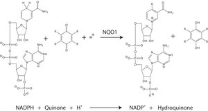DT Diaphorase (NQO1) human lyophilized powder, recombinant, expressed in E. coli, ≥90% (SDS-PAGE)