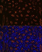 Anti-CD13/ANPEP antibody produced in rabbit