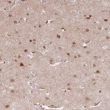 Anti-TCF20 antibody produced in rabbit Prestige Antibodies® Powered by Atlas Antibodies, affinity isolated antibody, buffered aqueous glycerol solution