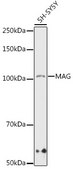 Anti-MAG Antibody, clone 8Q7K5, Rabbit Monoclonal