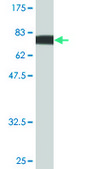 Monoclonal Anti-PIK3R1 antibody produced in mouse clone 1C10, purified immunoglobulin, buffered aqueous solution