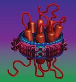 Membrane Scaffold Protein 1D1 recombinant, expressed in E. coli, buffered aqueous solution