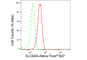 Anti SLC6A5 Antibody, clone 23GB4145, Rabbit Monoclonal clone 23GB4145, recombinant rabbit monoclonal, expressed in HEK293 cells