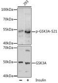 Anti-Phospho-GSK3A-S21 antibody produced in rabbit