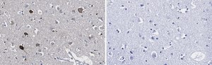 Anti-Prion Protein Antibody, clone 3D17 ZooMAb® Rabbit Monoclonal recombinant, expressed in HEK 293 cells