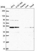 Anti-ATG4B antibody produced in rabbit Prestige Antibodies® Powered by Atlas Antibodies, affinity isolated antibody