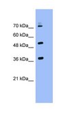 Anti-KEAP1 antibody produced in rabbit IgG fraction of antiserum