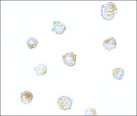 Anti-ORAI3 antibody produced in rabbit affinity isolated antibody, buffered aqueous solution