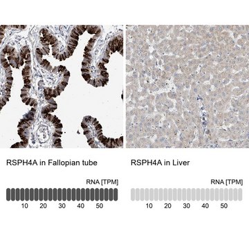 Anti-RSPH4A antibody produced in rabbit Prestige Antibodies® Powered by Atlas Antibodies, affinity isolated antibody, buffered aqueous glycerol solution