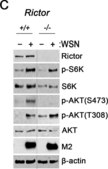 Anti-Rictor Antibody, clone 9F1.2 clone 9F1.2, from mouse