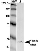 Monoclonal Anti-Lar/Ptprf - Atto 390 antibody produced in mouse clone S165-38, purified immunoglobulin