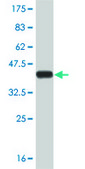 ANTI-STAT5B antibody produced in mouse clone 2D1, purified immunoglobulin, buffered aqueous solution