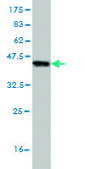Monoclonal Anti-RORB antibody produced in mouse clone 4B4, purified immunoglobulin, buffered aqueous solution