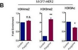 抗二甲基组蛋白H3（Lys9）抗体 Upstate®, from rabbit
