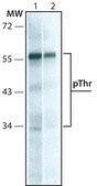 Monoclonal Anti-Phosphothreonine antibody produced in mouse clone PTR-8, ascites fluid
