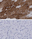 Anti-MYH1 Antibody, clone 1E15 , ZooMAb® Rabbit Monoclonal recombinant, expressed in HEK 293 cells