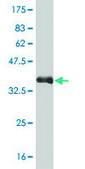 Monoclonal Anti-GATA2 antibody produced in mouse clone 2D11, purified immunoglobulin, buffered aqueous solution