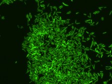 Eubacteria FISH probe - ATTO488 Probe for fluorescence in situ hybridization (FISH), 20 µM in water
