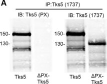 Anti-TKS5 (SH3 #4) Antibody from rabbit
