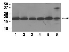 Anti-Histone H3 Antibody, CT, pan, clone A3S, rabbit monoclonal culture supernatant, clone A3S, Upstate®