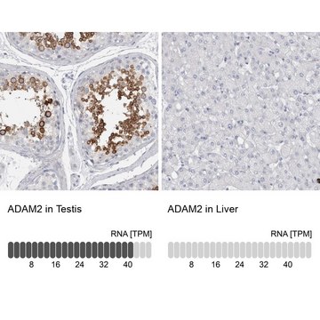 Anti-ADAM2 antibody produced in rabbit Prestige Antibodies® Powered by Atlas Antibodies, affinity isolated antibody, buffered aqueous glycerol solution, Ab1