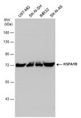 Anti-HSP70 1B antibody produced in rabbit affinity isolated antibody
