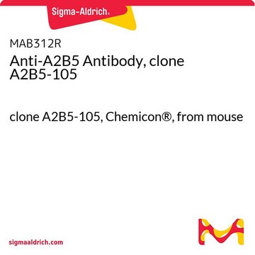 Anti-A2B5 Antibody, clone A2B5-105 clone A2B5-105, Chemicon®, from mouse