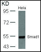 Anti-SMAD1 (Ab-465) antibody produced in rabbit affinity isolated antibody